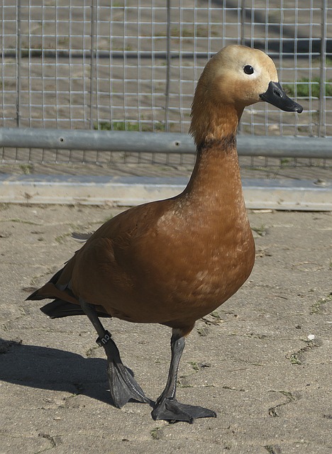 价显著